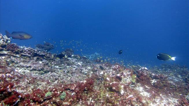Humans Have Polluted Deepest Part of the Oceans: Study