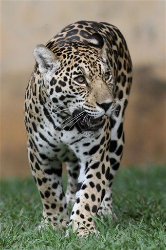 Jaguar Shot Dead After Olympic Ceremony