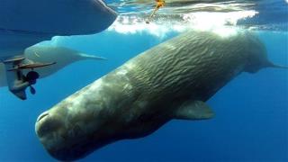 Today's Sperm Whales Descended From One 'Eve'