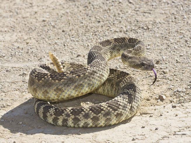 Scientists Probe How Snakes Respond to a Wildfire