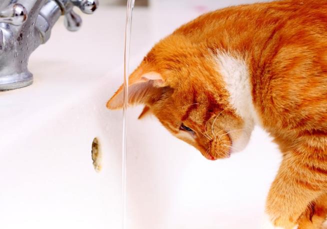 Sink-Loving Kitten Suspected of Flooding Animal Shelter