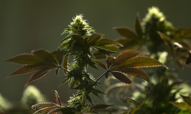 California to Vote on Legalizing Pot