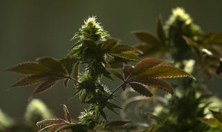 California to Vote on Legalizing Pot