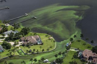 'Guacamole-Thick' Algae Causes Florida Emergency