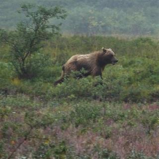 Denali Hunting Grizzly After Hiker Attack