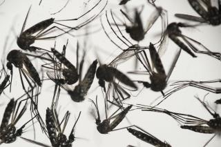 1st Death Related to Zika Reported in Continental US
