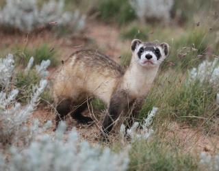 M&Ms Might Save This Endangered Ferret