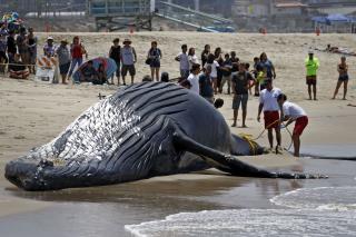 Same Dead Whale Washes Up in Calif. Yet Again