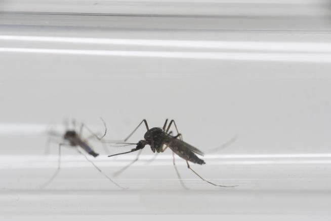 Florida Zika Case May Be Scariest One Yet