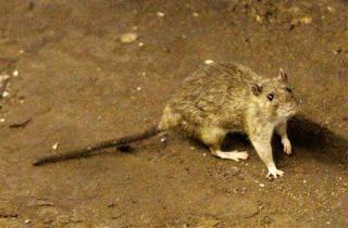 NZ Plans to Kill Every Rat, Feral Cat, and Possum