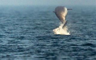 New 'Raven' Whale Species Found In Alaskan Waters