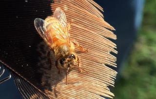 Scientists: We've Been Giving Bees Birth Control