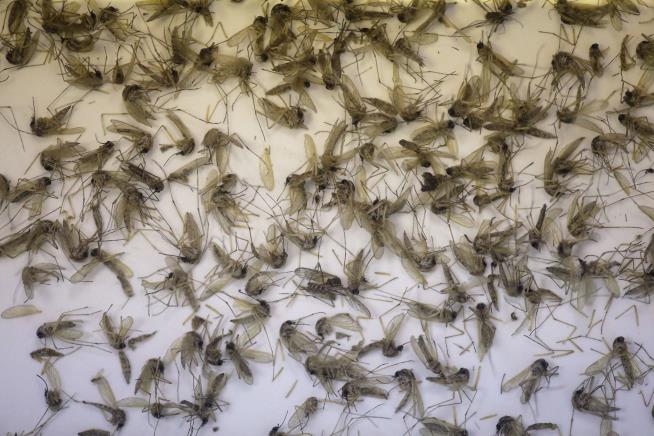 Mosquitoes May be Spreading Zika in Florida