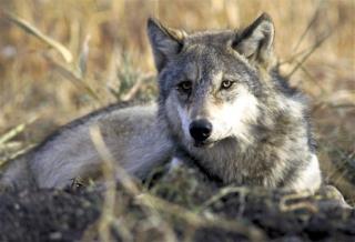Wolves, Back From Brink, Are Targets Again