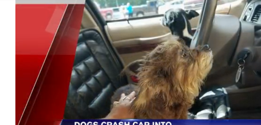 Dog plus car plus owner inside shopping equals car crashing into Walmart