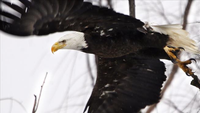 Eagle Snatches Hiker's Phone