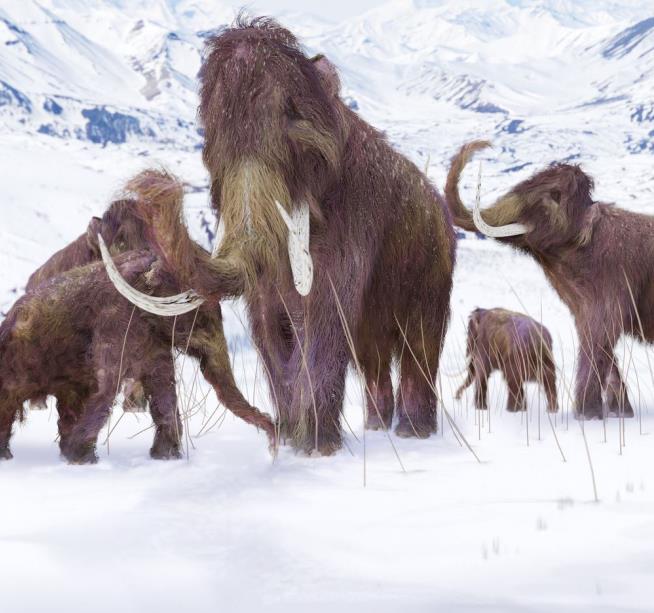 Alaska's Woolly Mammoths Likely Died of Thirst