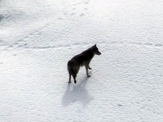 Hunters May Have Wiped Out Famed Alaska Wolf Pack