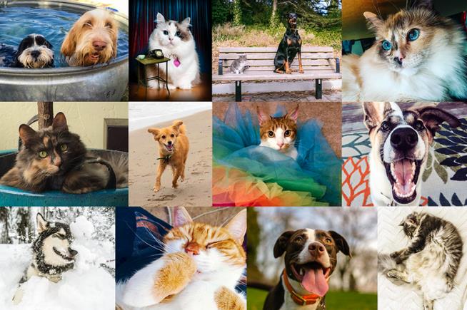 On Facebook, Cat People Are 'Tired,' Dog People 'Excited'