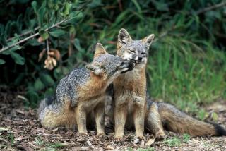 California's Island Foxes Make Amazing Comeback