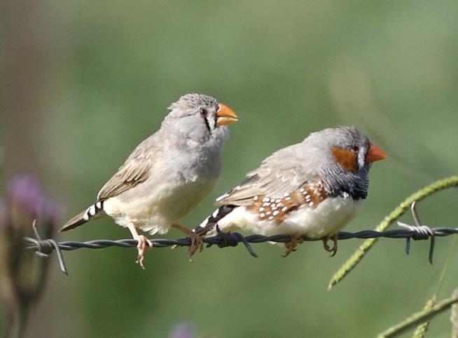 In Hot Weather, Song Can Change an Unborn Finch