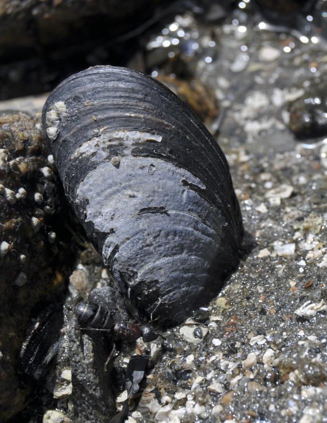 Maine's Vaunted Blue Mussels Are Vanishing