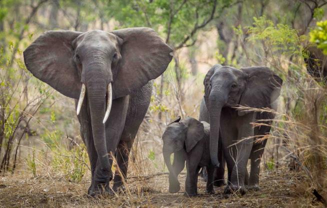 Elephant Numbers Down Drastically
