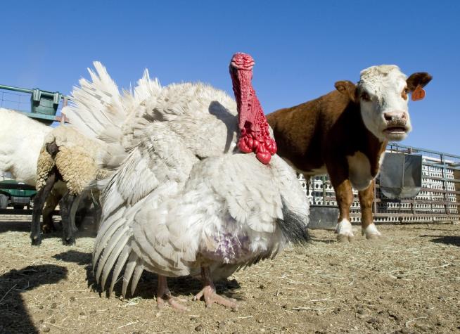 Turkey Euthanized After Being Kidnapped by College Students