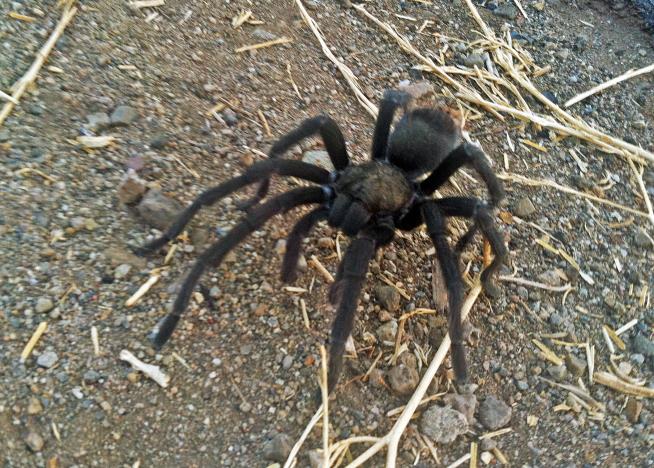 California Hikers Warned to Watch Out for Amorous Tarantulas