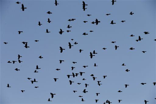 Dozens of Birds Fall From Sky in Boston Neighborhood