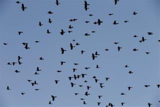 Dozens of Birds Fall From Sky in Boston Neighborhood