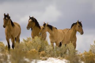 Feds Want to Destroy 45K Wild Horses