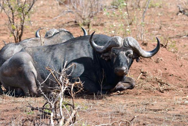 South African Park Kills 350 Hippos, Buffalos Amid Drought