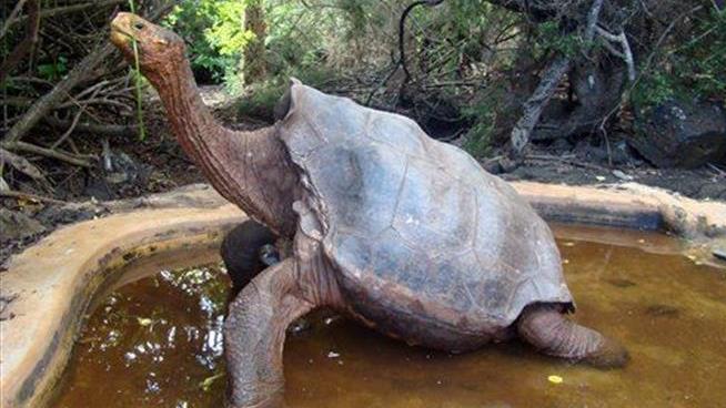 Galapagos Tortoise's Savior Is a Dirty, Dirty Old Man