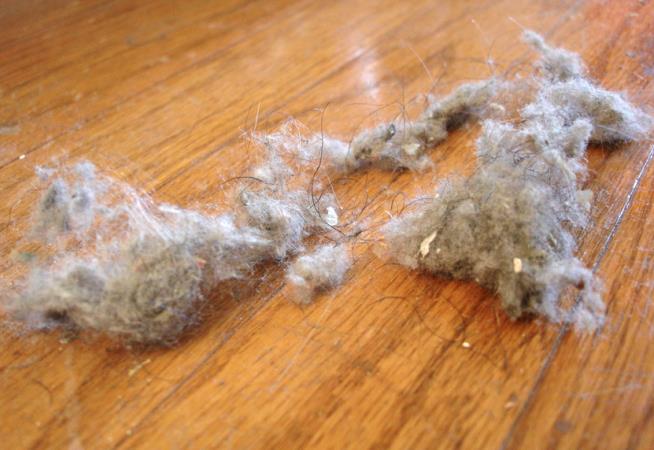 Dust in Your Home Could Be Teeming With Toxins