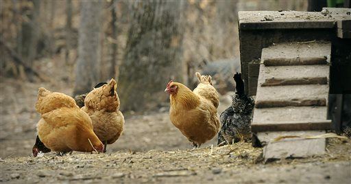 Stop Kissing Your Chickens, CDC Warns