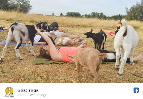 No Joke: People Are Doing Yoga With Goats