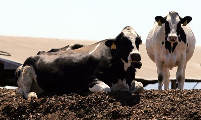 Cow Farts Can Now Be Regulated in California
