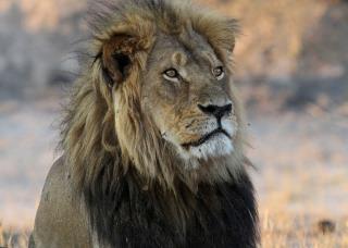 Trophy Hunting Could Actually Help Lions