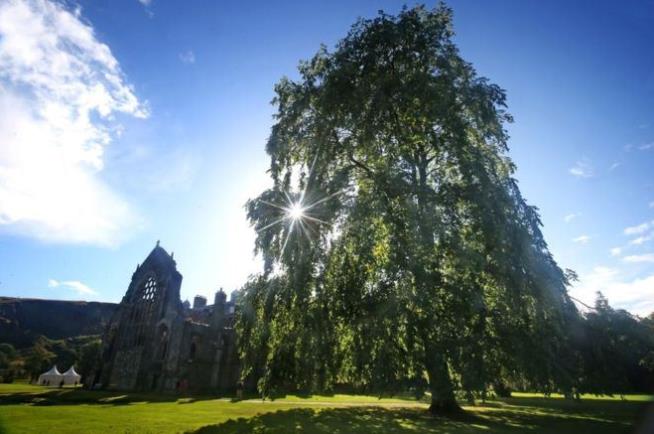 A Giant Secret in Queen's Garden: 2 'Extinct' Trees