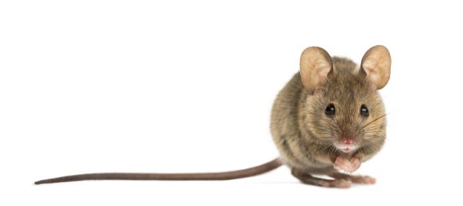 Why Mice Are Nature's Jet Engines