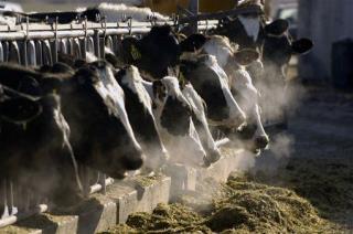 'Super Grass' to Reduce Methane Emissions from Belching Cows