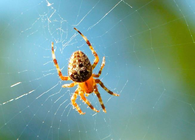 Spiders Can Hear You 'Walking and Talking'
