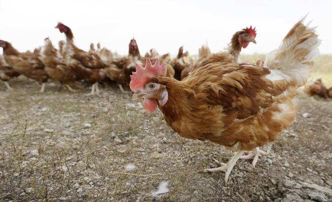 Video on Cage-Free Hens Is Horrifying: Activists
