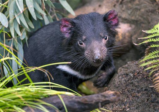 Tasmanian Power: 5 Most Incredible Discoveries of the Week