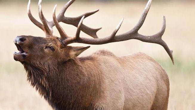 Hunter Kills Elk, Proceeds to Impale Self on Antler