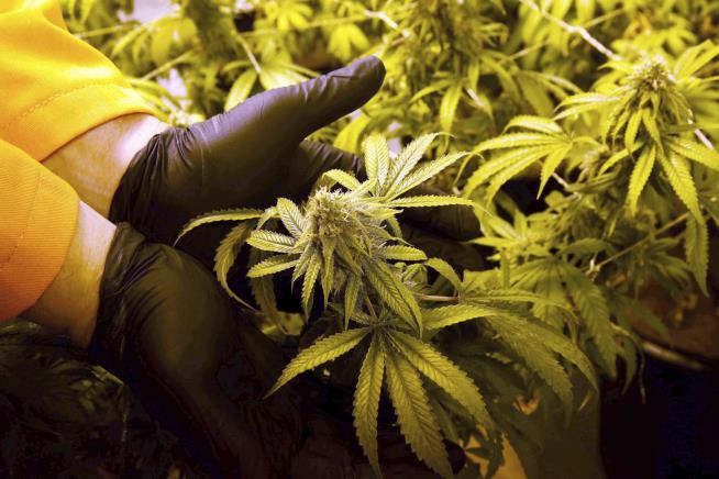 Florida Approves Medical Marijuana