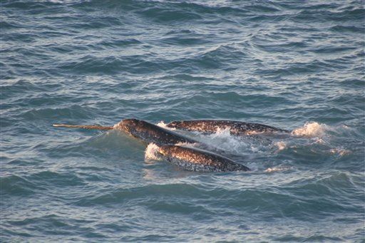 Narwhals 'See' Unlike Any Other Species