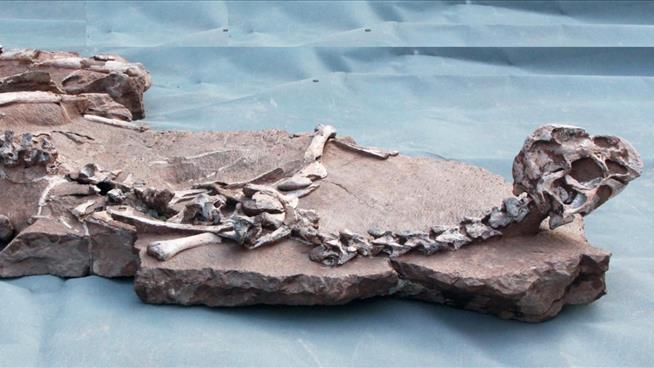 Dinosaur Fossil Is One of the 'Saddest' Ever Found