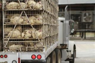 What Life in a Turkey Plant Is Like Before Thanksgiving
